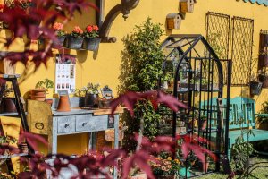 RHS_malvern_spring_festival_min